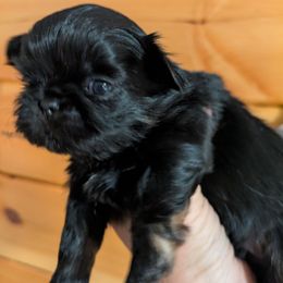 Dobie Boy 2 - Black and tan male Shih Tzu puppy in Surry, Maine from McKayla Hairston