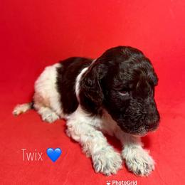 Twix - Parti male Poodle puppy in Snellville, Georgia from Felicia's French Bulldogs
