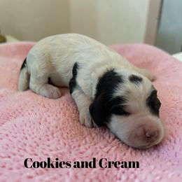 Cookies and Cream - Brown roan female Cockapoo puppy in Ellenburg Center, New York from Kristin's Puppies
