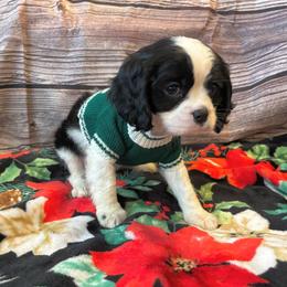 Cavalier King Charles Spaniel Puppies from Krawczyk's House of Cavaliers
