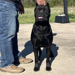 Cane Corso from Darkside Kennel