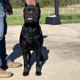 Cane Corso from Darkside Kennel