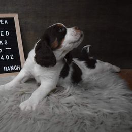 English Springer Spaniel Puppies from Riled Up Ranch Springer Spaniel Puppies