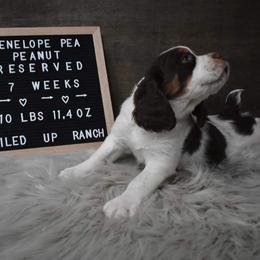 English Springer Spaniel Puppies from Riled Up Ranch Springer Spaniel Puppies