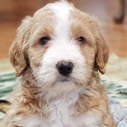 Bernedoodles from Doodle Dandy Puppies