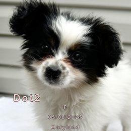 Dot2 - White black and tan female Papillon puppy in Oakland, Maryland from Holly Huxford
