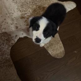 Waldo - Black and white male Border Collie puppy in Cleveland, North Carolina from Morning Glory Farm-border collies/Beyond Brilliant Dog Co.