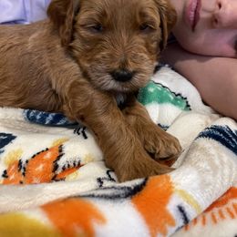 Goldendoodle Puppies from Violet’s Doodles
