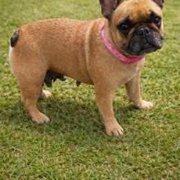 Rose - French Bulldog