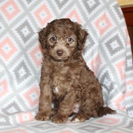 Ollie 1899 - Brown Poodle puppy in Morgan County, West Virginia from 'Capon Cuties