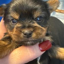 Levi - Black and tan male Yorkshire Terrier puppy in Florence, Kentucky from 4paws4ever by Design
