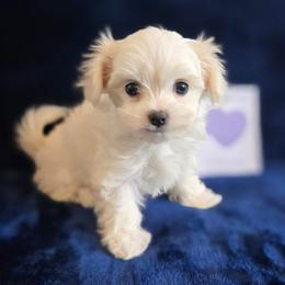 Purple Girl - White female Maltipoo puppy in Sahuarita, Arizona from Cowgirl's Legacy Maltipoos