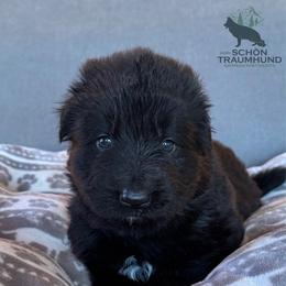 Gala - Black female German Shepherd puppy in Garland, Maine from Vom Schön Traumhund