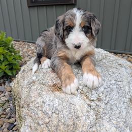 Skye - Blue merle female Bernedoodle puppy in Beach City, Ohio from Blue Cloud Doodles