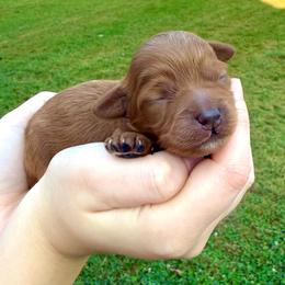 Feyre - Red female Cockapoo puppy in Liberty, Kentucky from Kentucky Cockapoos