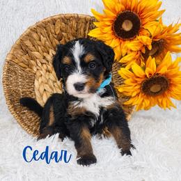 Cedar - Tri-color male Bernedoodle puppy in Saratoga Springs, Utah from O’Hearon’s Amazing Puppies