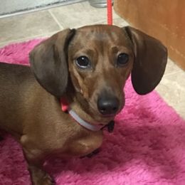 Pocket - Dachshund