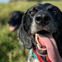 German Shorthaired Pointers from Field and Forest