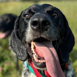 German Shorthaired Pointers from Field and Forest