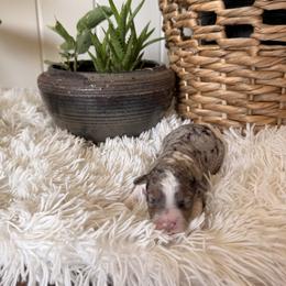 Mickey - Blue merle male Aussiedoodle puppy in Tryon, North Carolina from Melrose Mountain Farm