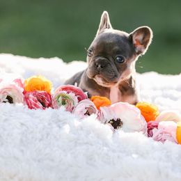 Girl 9 - French Bulldog puppy in Berea, Kentucky from Bully Life Farms