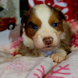 Comet - Red merle male Australian Shepherd puppy in Blairsville, Georgia from Georgia Peach Aussies