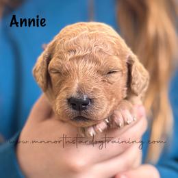 Annie - Apricot female Goldendoodle puppy in Lancaster, Minnesota from North Star Dog Training
