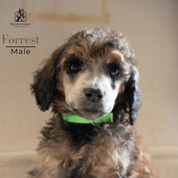 Poodle Puppies from Wilson Family Poodles