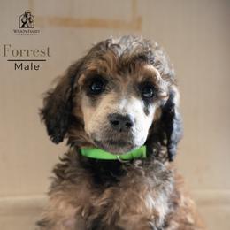 Poodle Puppies from Wilson Family Poodles
