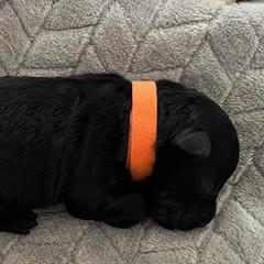 Orange Girl - Black female Pumi puppy in Stafford, Virginia from Catherine Medina-DeVilliers