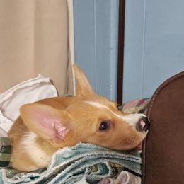 Pembroke Welsh Corgi puppies from CL&L Corgi's