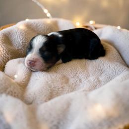 Echo - Black tri-color male Australian Shepherd puppy in Statesville, North Carolina from Charming Australian Shepherds