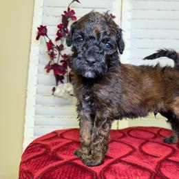 Ash - Sable male Goldendoodle puppy in Woodburn, Indiana from Lengachers Cuddly Doods
