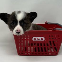 Nebula (brindle) - Brindle and white female American Corgi puppy in Waco, Texas from The Comma Corgis