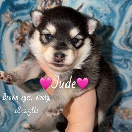 Jude - Black and white female Pomsky puppy in Centerville, Iowa from LJ Kennels Pomskies, LLC