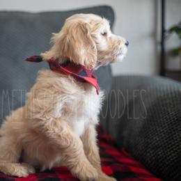 Goldendoodle Puppies from Doodle Me This Goldendoodles