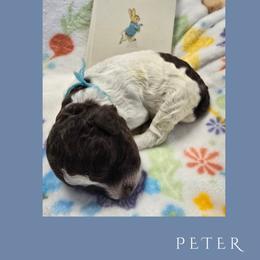 Boy 4 - male Lagotto Romagnolo puppy in Salida, California from Harper's Lagotti