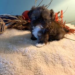 Mia - Liver female Shih Tzu puppy in Jacksonville, North Carolina from Southern Comfort French Bulldogs