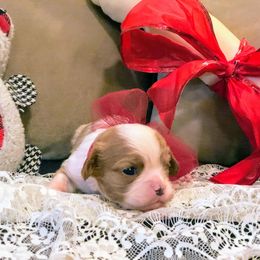 Cavalier King Charles Spaniel Puppies from Amber Field Cavaliers