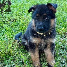 Boy 4 - male German Shepherd puppy in Paso Robles, California from Central Coast German Shepherds
