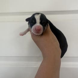 Girl 3 - Black and tan female Pembroke Welsh Corgi puppy in Red Bluff, California from Wilder Ranch Corgis