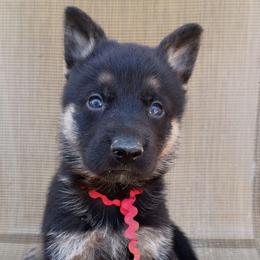Red Boy - Black and tan male German Shepherd puppy in La Pine, Oregon from Granville/Diamond Peak German Shepherds
