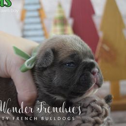 Legolas - Blue fawn male French Bulldog puppy in Loxahatchee, Florida from Blue Wonder Frenchies