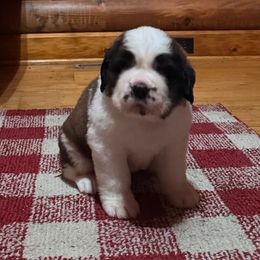 Male 1 - Brown and white male Saint Bernard puppy in New York from Johnson Farms