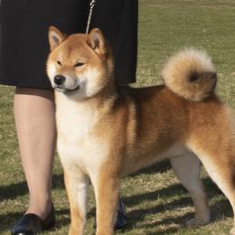 Koji - Shiba Inu