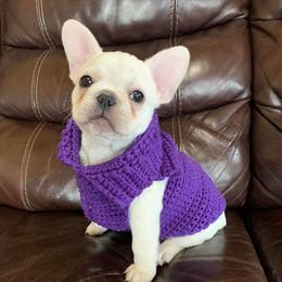 French Bulldogs from 715 Frenchies