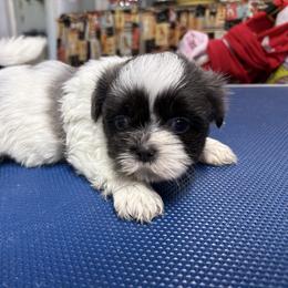 Blue Collar - Blue and white male Shih Tzu puppy in Eunice, Louisiana from 4J's Cajun Kennels