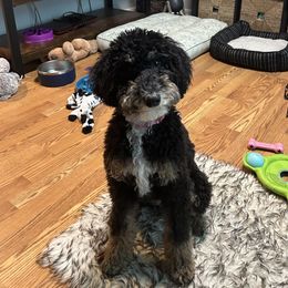 Aussiedoodle, Bernedoodle, Cavapoo, Double Doodle, Goldendoodle, and Yorkipoo Puppies from Fisher River Doodle's