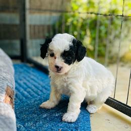 Tina - Black and tan female Havapoo puppy in Natural Bridge, Virginia from Rockbridge Puppies