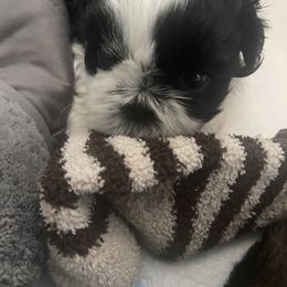 Shih Tzu Puppies from Crystal's Shih Tzus